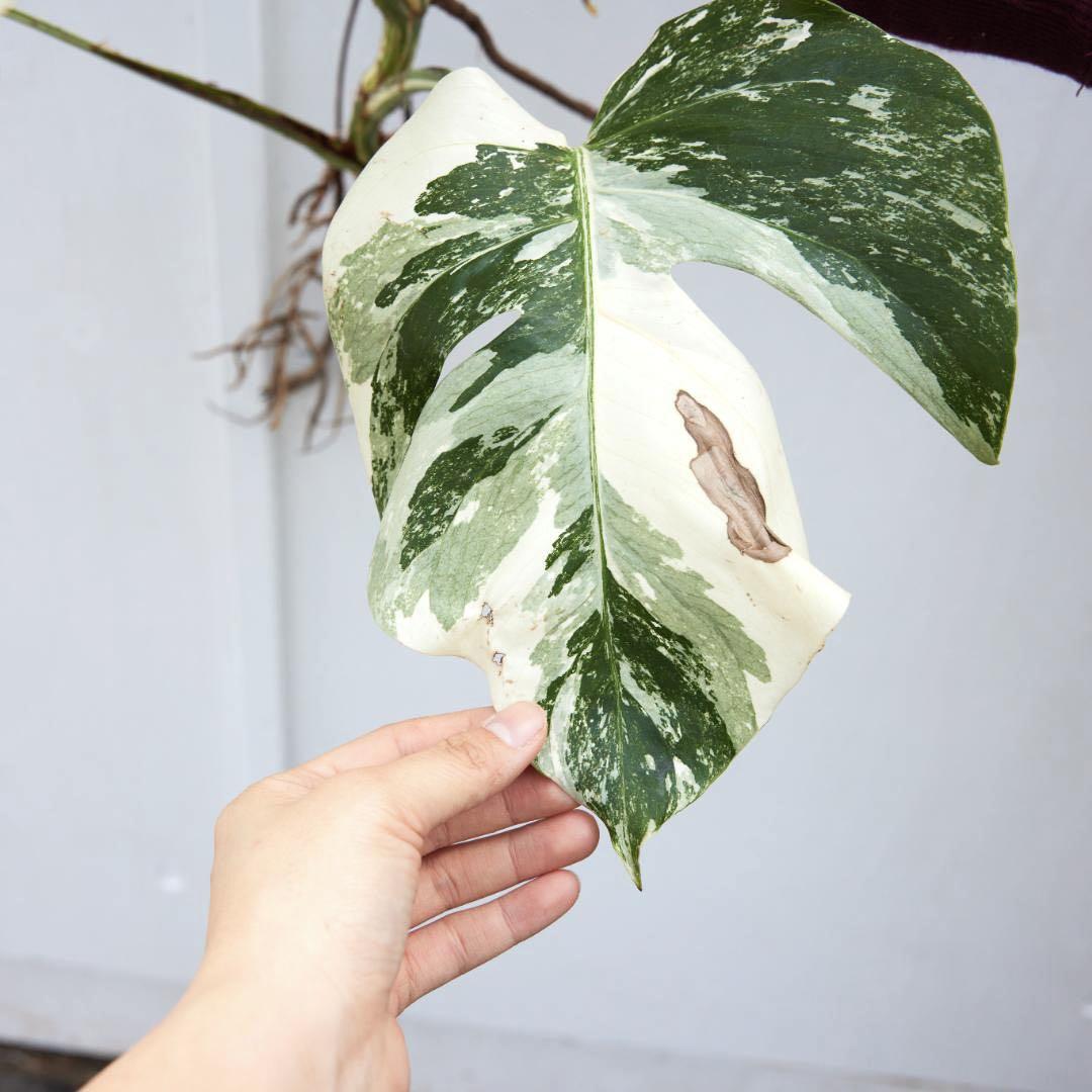 Monstera Albo Tiger Borsigiana Variegated | Full Root | Cutting