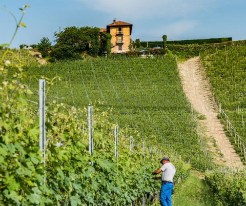 Weinberg Regnola - Weingut Bruna Grimaldi - Barolo Baderina