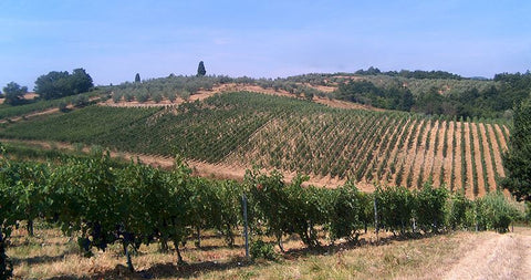 Weingut Le Farnete