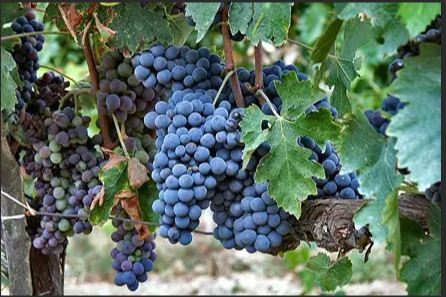 Sangiovese Trauben