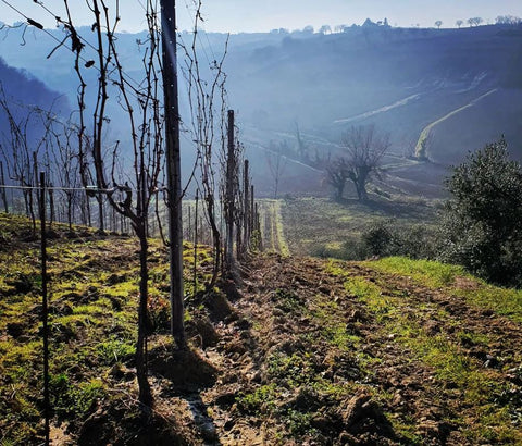 Weinberg der Cantina Vicari