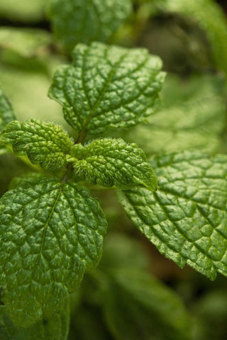 nettle Leaf oil.