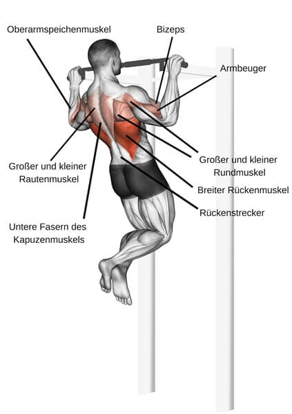 muskeln klimmzuege