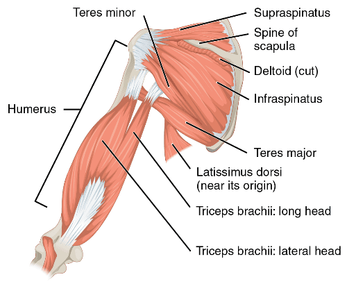 teres major