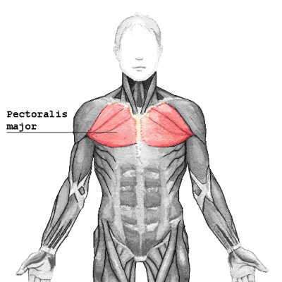 Les Muscles Des Tractions – Quels Sont Les Muscles Sollicités Pendant