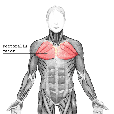 les muscles des grands pectoraux