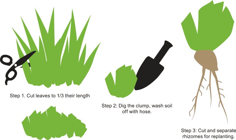 separating bearded iris drawing demonstrating how to divide plants
