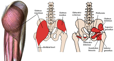 Glute muscles diagram