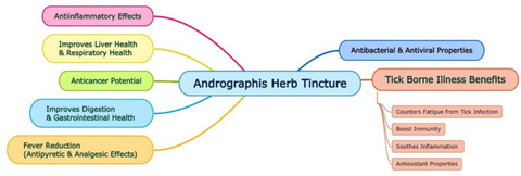 Health Benefits of Andrographis Herb Tincture