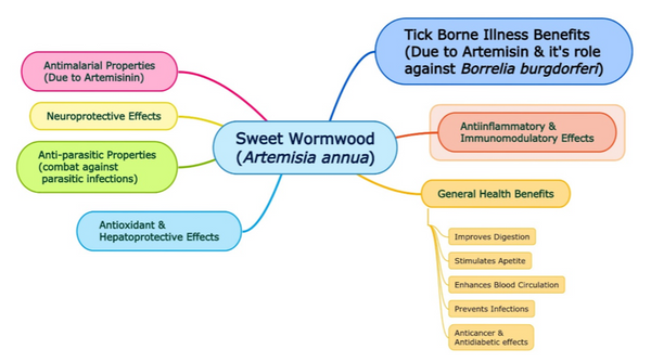 medical benefits of sweet wormwood