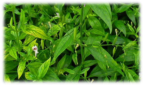 andrographis herb