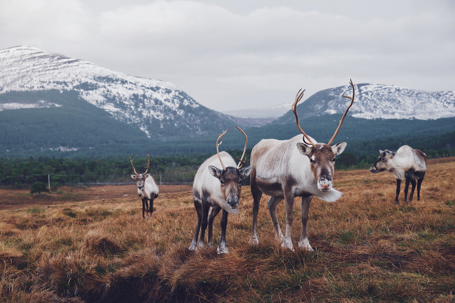 Wild Reindeer in Cairngorm National Park