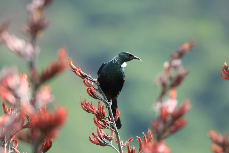 New Zealand Tui - Protecting New Zealand forests one jar of honey at a time.