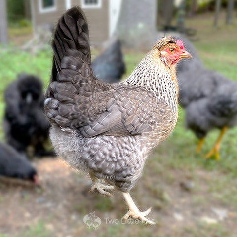 A photograph of the chicken, &quot;Robin&quot;.