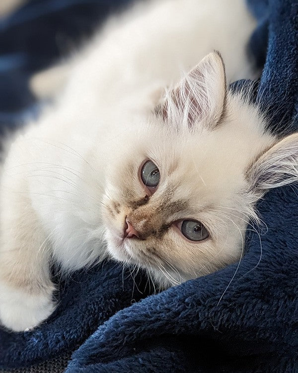 A white and grey kitten with bright blue eyes looking at the camera