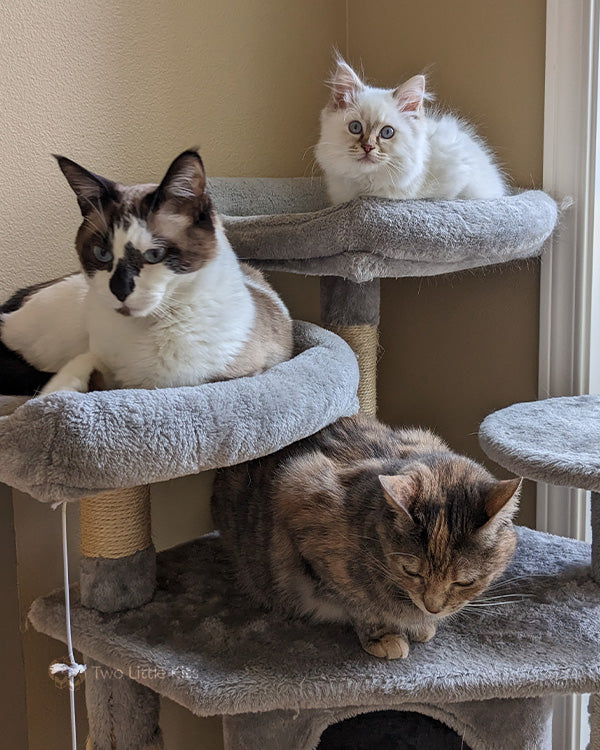 Three cats all of differing fur-colouring and ages, on different levels of a cat tower.