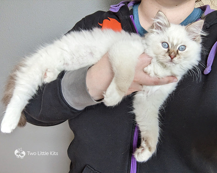 A white fluffy kitten with bright blue eyes dangling in Kate's arm. He looks all legs and it's quite funny.