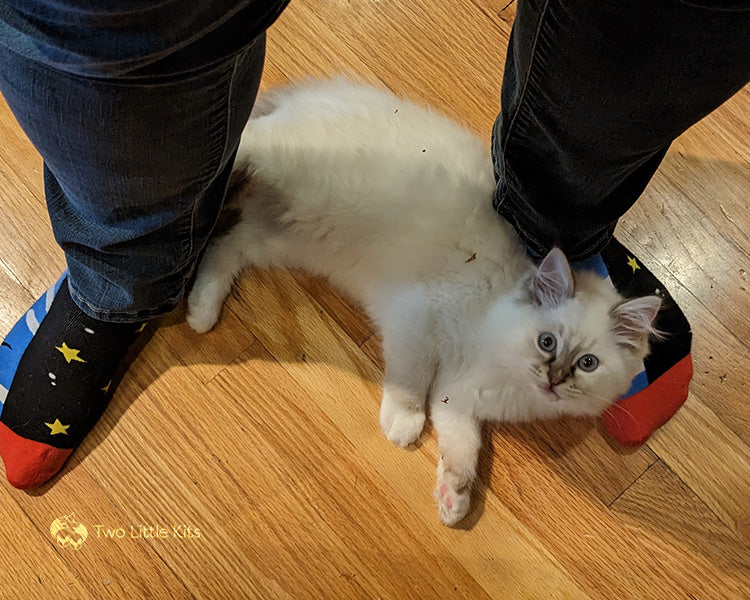 A white fluffy kitten lounging on Kate's feet, being very in the way. They're in a kitchen and you can see specks of potato skin on his fur.