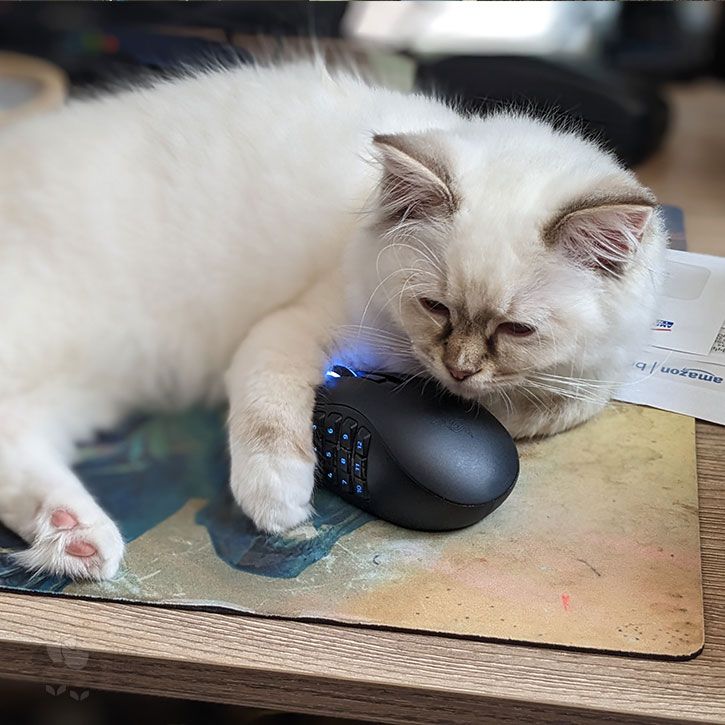 Noodle the cat sleepily loving on a computer mouse