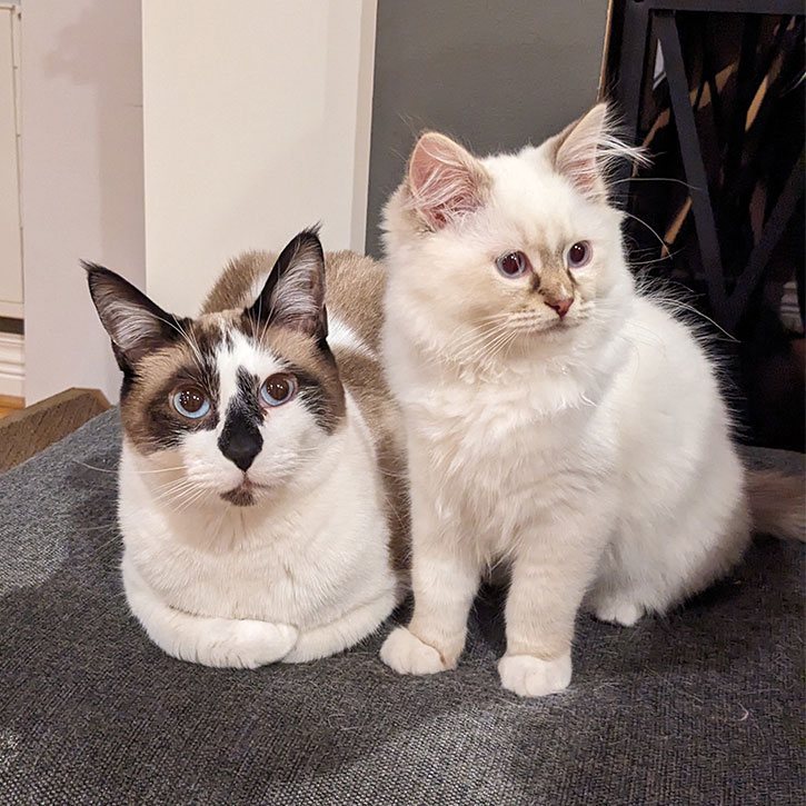 Milo (a siamese-cross) and Noodle (a ragdoll) sitting together on a couch cushion.