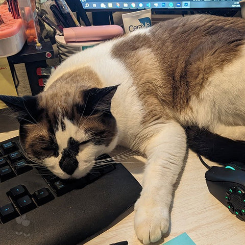 A white, brown and tan cat trying to sleep on a computer mouse and keyboard.