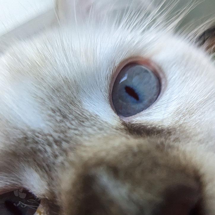 A close-up photograph of Noodle the cat's nose and eyes.