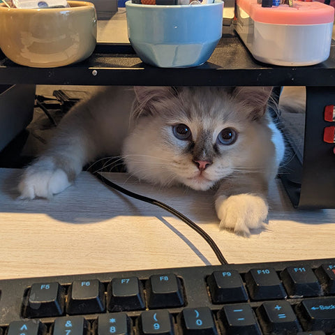 Noodle the cat trying to sneak onto my work desk from under the monitor stand.