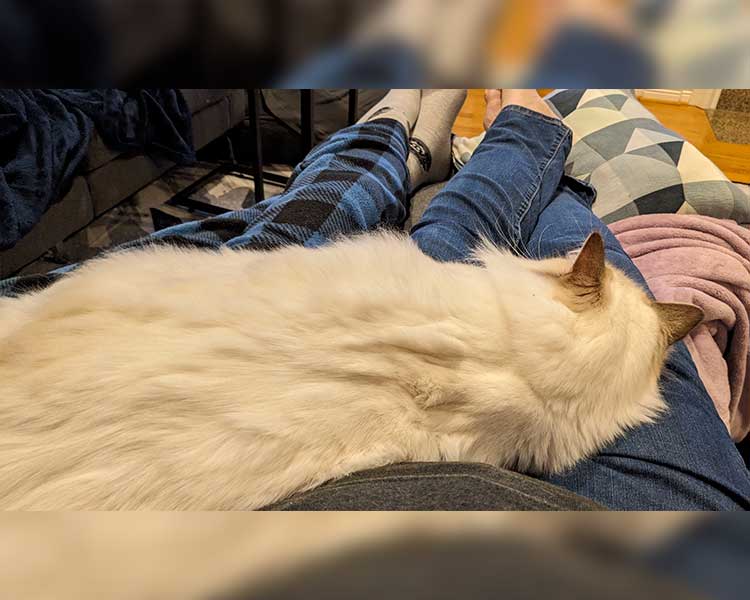 A huge white cat lays across multiple people's laps.