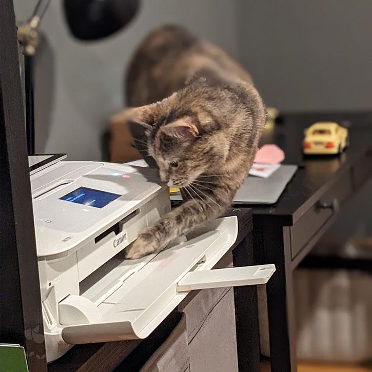 A cat trying to work out what the heck is going on with a printer