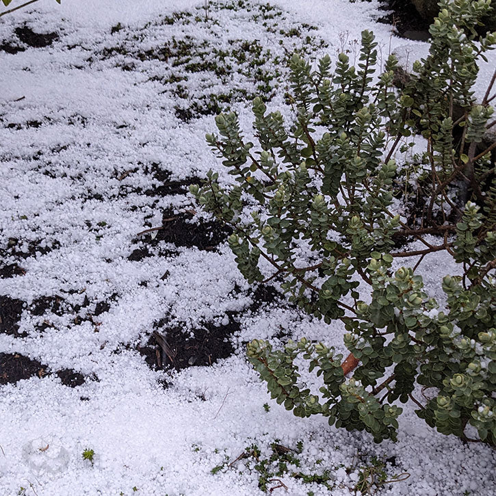 Snow on the ground and on a bush