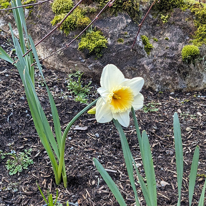 A lone daffodil flower