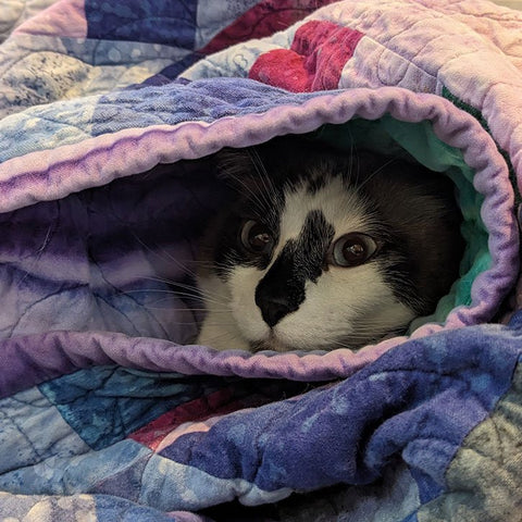 A cat (Milo) hiding in a blanket