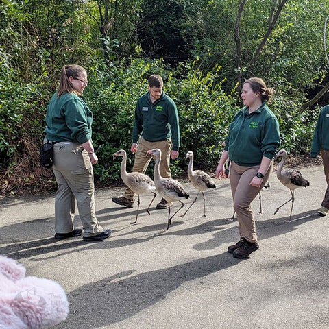 A group of flamingo babies being taken for a walk around the zoo grounds