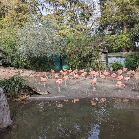 A huge group of flamingoes, resting