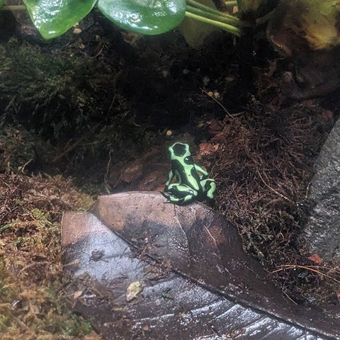 A cute black and [neon] green frog sitting on a leaf