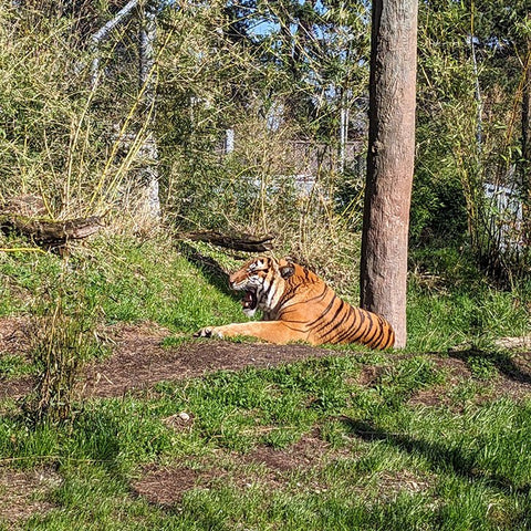 A gorgeous tiger, laying down, mid-roar