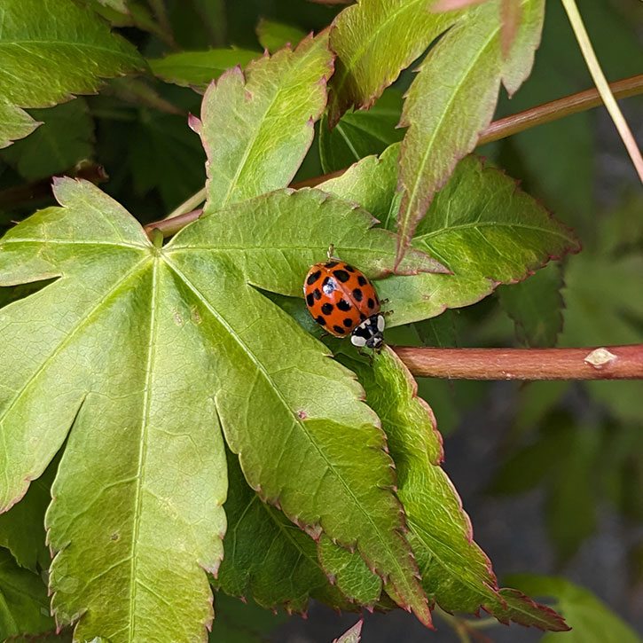 A close-up photograph of a bright red ladybug on a three-pronged green leaf