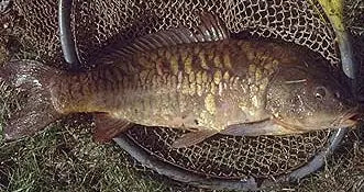 The common carp (Cyprinus Carpio) is a food staple in many countries.