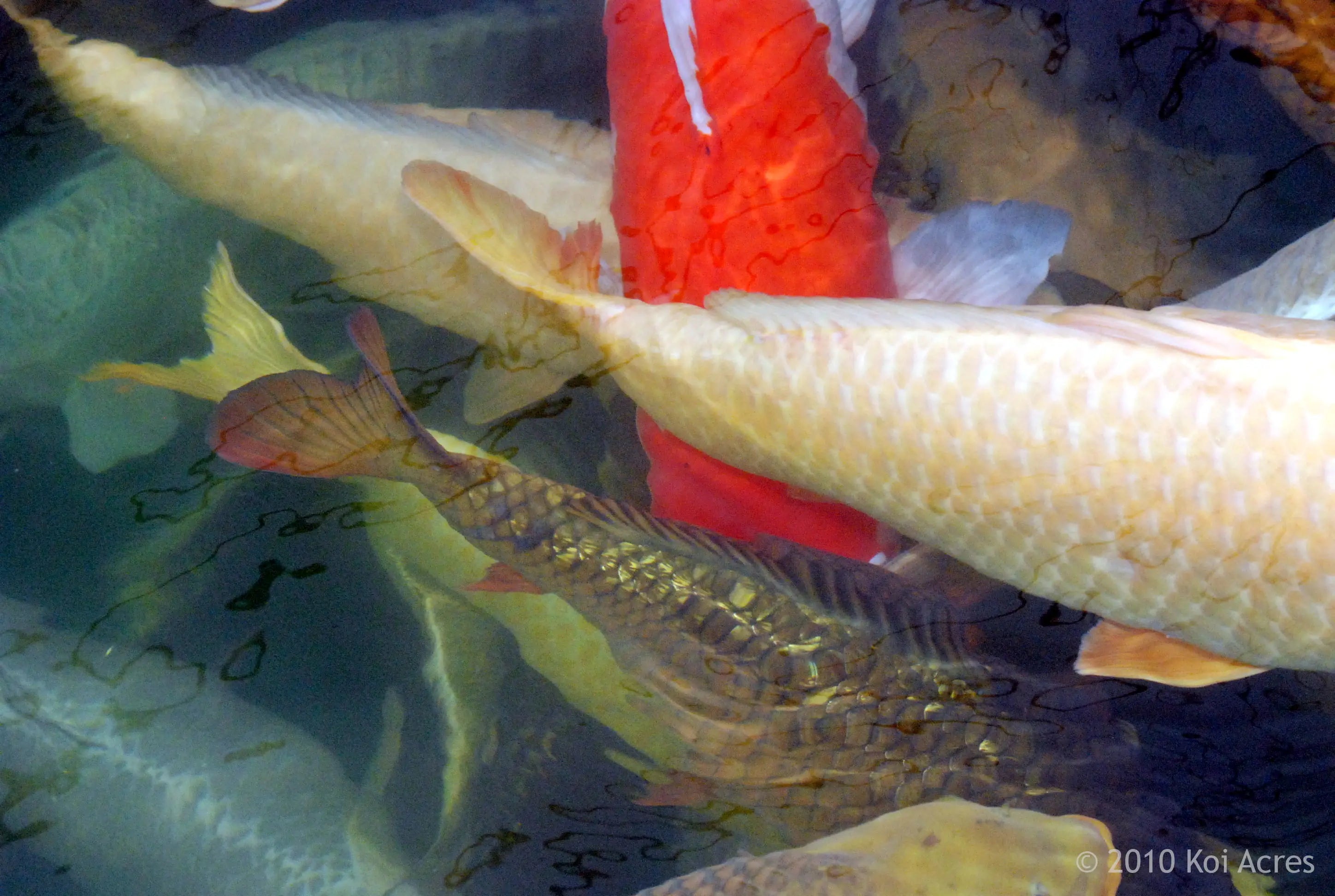 Fall Koi Care Koi Acres