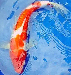 The Kohaku was one of the first varieties of Koi.