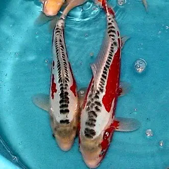 Scaless Koi, like these Shusuis, are descended from the carp imported from Germany.