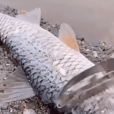 Faca Profissional Multifuncional em Aço Inox - Trata e Limpa Peixe