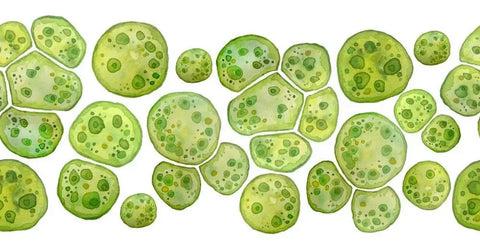 microalgae