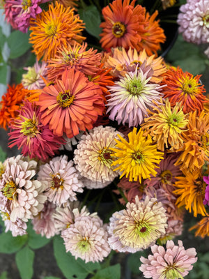 Zinnia Bunch - Berkeley Farm
