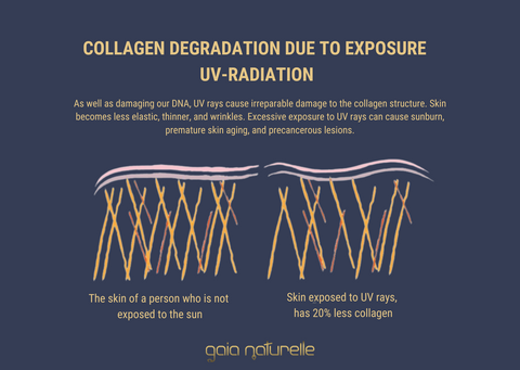 Collagen degradation due to Exposure UV-Radiation