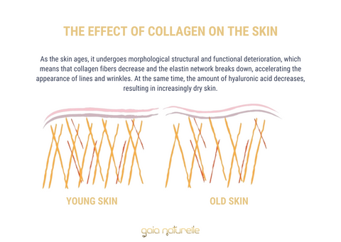 The effect of collagen on the skin