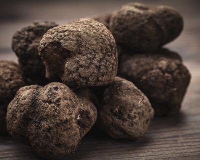 truffes terre