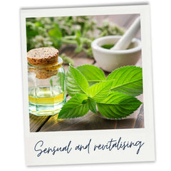 Natural essential oils of mint leaf