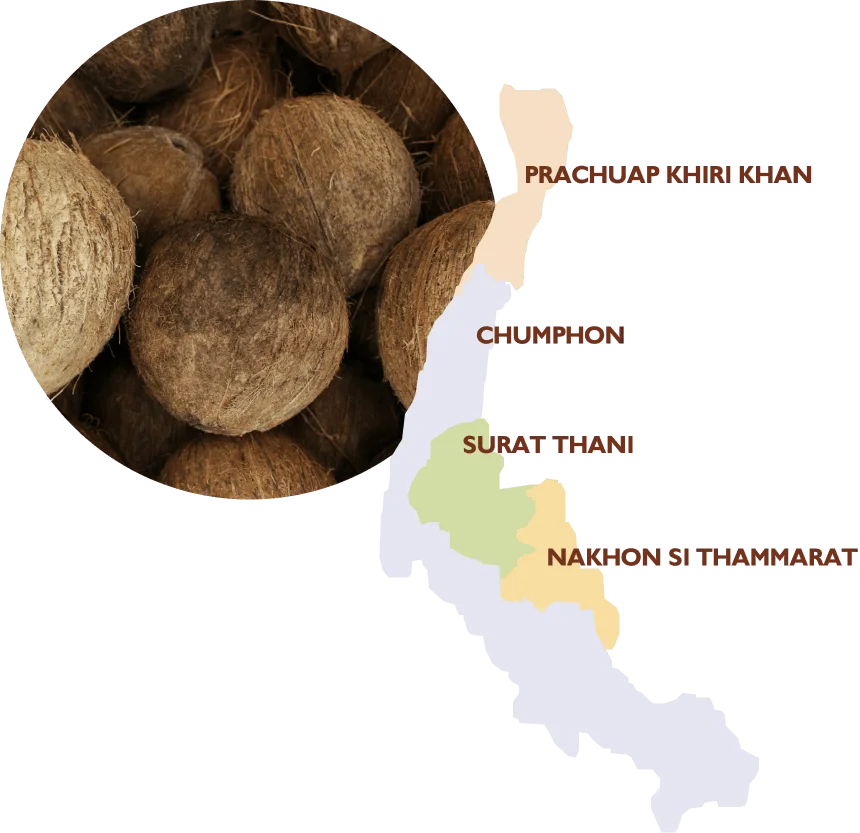 thai coco sustainability 1.webp__PID:50ea65d7-fd49-4565-a813-0187ef94b69e