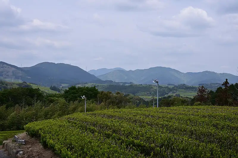 静岡県掛川市の茶畑